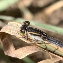 Ischnura heterosticta at Murrumbateman, NSW - 2 Jan 2021 04:01 PM