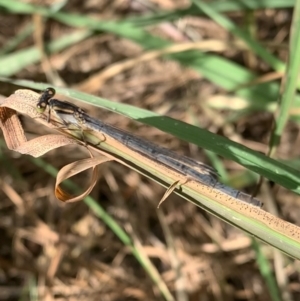 Ischnura heterosticta at Murrumbateman, NSW - 2 Jan 2021