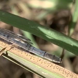 Ischnura heterosticta at Murrumbateman, NSW - 2 Jan 2021