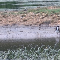 Vanellus miles (Masked Lapwing) at Goulburn Mulwaree Council - 1 Jan 2021 by Rixon