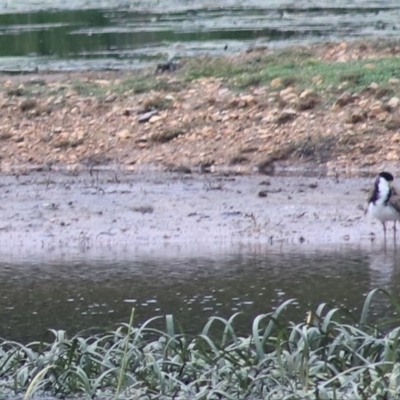 Vanellus miles (Masked Lapwing) at Goulburn, NSW - 1 Jan 2021 by Rixon