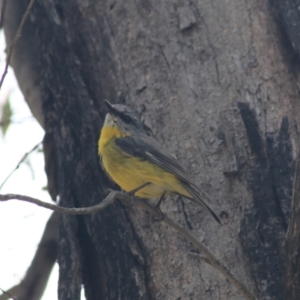 Eopsaltria australis at Paddys River, ACT - 30 Dec 2020 12:16 PM