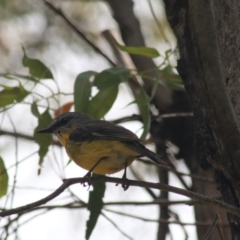 Eopsaltria australis at Paddys River, ACT - 30 Dec 2020 12:16 PM