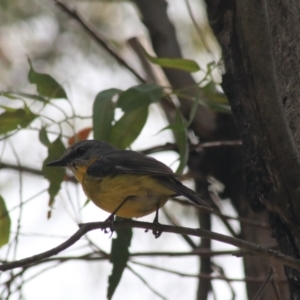 Eopsaltria australis at Paddys River, ACT - 30 Dec 2020 12:16 PM