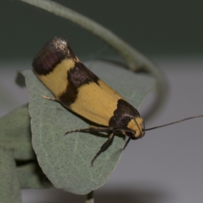 Chrysonoma fascialis (A concealer moth) at Higgins, ACT - 9 Feb 2019 by AlisonMilton