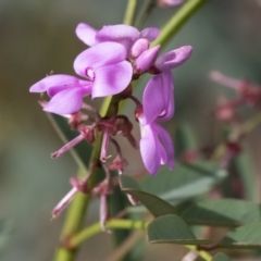 Indigofera australis subsp. australis (Australian Indigo) at Michelago, NSW - 17 Oct 2020 by Illilanga