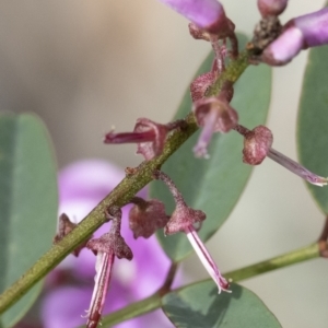 Indigofera australis subsp. australis at Michelago, NSW - 17 Oct 2020 02:21 PM