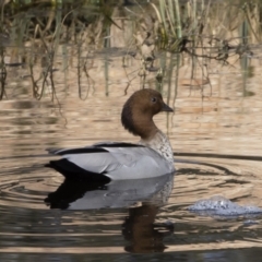 Chenonetta jubata (Australian Wood Duck) at Michelago, NSW - 4 Sep 2020 by Illilanga