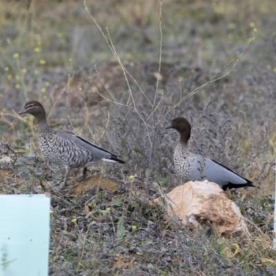 Chenonetta jubata (Australian Wood Duck) at Illilanga & Baroona - 21 Jun 2020 by Illilanga