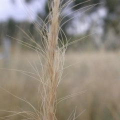 Dichelachne sp. (Plume Grasses) at The Fair, Watson - 2 Jan 2021 by waltraud