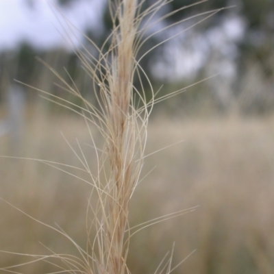 Dichelachne sp. (Plume Grasses) at The Fair, Watson - 2 Jan 2021 by waltraud