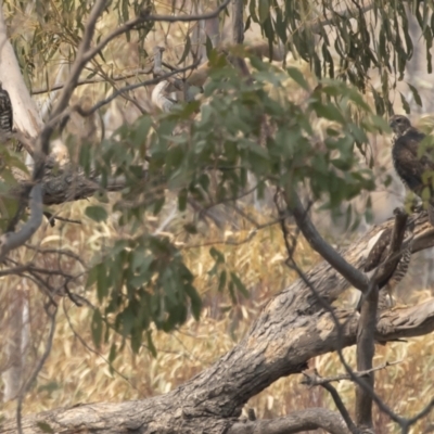 Tachyspiza fasciata (Brown Goshawk) at Illilanga & Baroona - 14 Jan 2020 by Illilanga