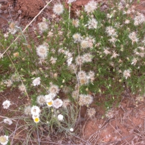 Vittadinia muelleri at Watson, ACT - 2 Jan 2021