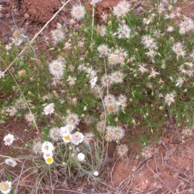 Vittadinia muelleri (Narrow-leafed New Holland Daisy) at The Fair, Watson - 2 Jan 2021 by waltraud