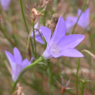 Wahlenbergia sp. (Bluebell) at Watson, ACT - 2 Jan 2021 by waltraud