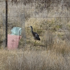 Egretta novaehollandiae (White-faced Heron) at Illilanga & Baroona - 11 Aug 2020 by Illilanga