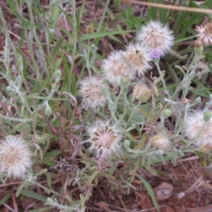 Vittadinia gracilis at Watson, ACT - 2 Jan 2021