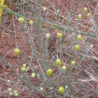 Calocephalus citreus (Lemon Beauty Heads) at Watson, ACT - 2 Jan 2021 by waltraud