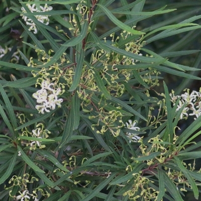 Lomatia myricoides (River Lomatia) at Pambula, NSW - 24 Dec 2020 by Kyliegw