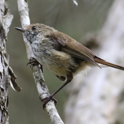 Acanthiza pusilla (Brown Thornbill) at Merimbula, NSW - 30 Dec 2020 by Kyliegw