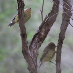 Acanthiza nana (Yellow Thornbill) at Merimbula, NSW - 30 Dec 2020 by Kyliegw