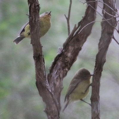 Acanthiza nana (Yellow Thornbill) at Merimbula, NSW - 30 Dec 2020 by Kyliegw