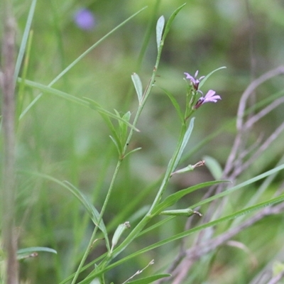 Lobelia anceps (Angled Lobelia) at Merimbula, NSW - 31 Dec 2020 by KylieWaldon