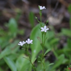 Samolus repens (Creeping Brookweed) at Merimbula, NSW - 3 Jan 2021 by KylieWaldon