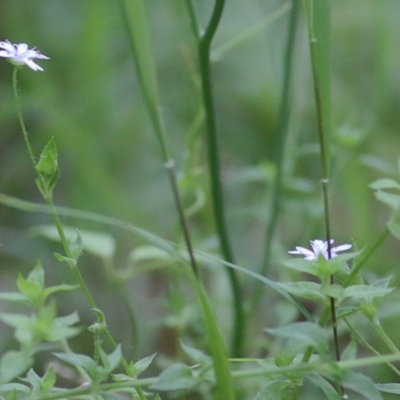 Stellaria flaccida (Forest Starwort) at Merimbula, NSW - 30 Dec 2020 by Kyliegw