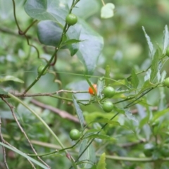 Solanum pseudocapsicum (Jerusalem Cherry, Madeira Cherry) at Merimbula, NSW - 31 Dec 2020 by KylieWaldon