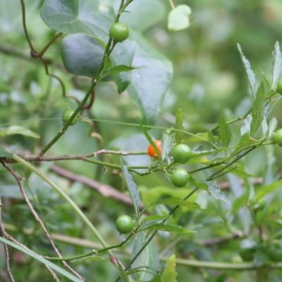 Solanum pseudocapsicum (Jerusalem Cherry, Madeira Cherry) at Merimbula, NSW - 31 Dec 2020 by KylieWaldon