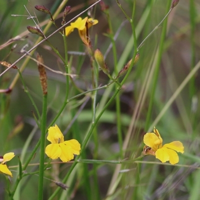 Goodenia paniculata (Branched Goodenia) at Wallagoot, NSW - 30 Dec 2020 by Kyliegw