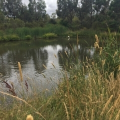 Platalea regia (Royal Spoonbill) at Gungaderra Creek Ponds - 1 Jan 2021 by Oberon