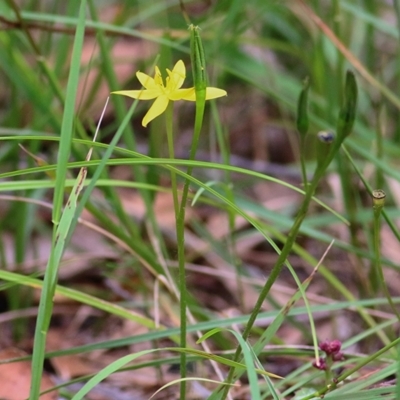 Hypoxis hygrometrica var. hygrometrica (Golden Weather-grass) at Wallagoot, NSW - 2 Jan 2021 by Kyliegw