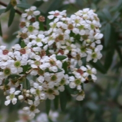 Sannantha pluriflora (Twiggy Heath Myrtle, Tall Baeckea) at Wallagoot, NSW - 30 Dec 2020 by Kyliegw