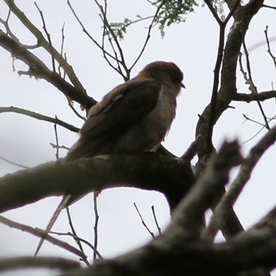 Cacomantis variolosus (Brush Cuckoo) at Wallagoot, NSW - 31 Dec 2020 by KylieWaldon