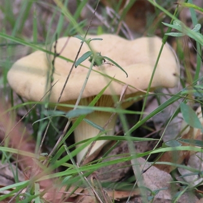 Unidentified Fungus at Wallagoot, NSW - 30 Dec 2020 by KylieWaldon