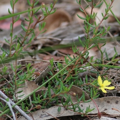 Hibbertia empetrifolia subsp. empetrifolia at Wallagoot, NSW - 30 Dec 2020 by Kyliegw