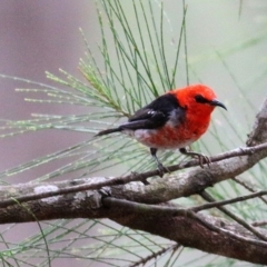 Myzomela sanguinolenta (Scarlet Honeyeater) at Wallagoot, NSW - 31 Dec 2020 by KylieWaldon