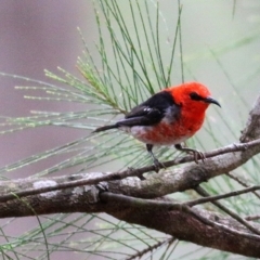 Myzomela sanguinolenta (Scarlet Honeyeater) at Wallagoot, NSW - 30 Dec 2020 by KylieWaldon