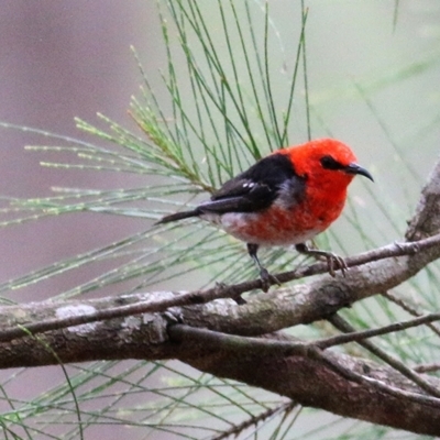 Myzomela sanguinolenta (Scarlet Honeyeater) at Wallagoot, NSW - 31 Dec 2020 by KylieWaldon