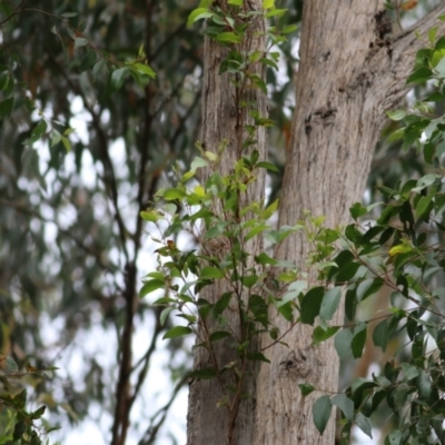 Eucalyptus muelleriana (Yellow Stringybark) at Wallagoot, NSW - 31 Dec 2020 by KylieWaldon