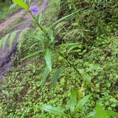 Solanum vescum (Green Kangaroo Apple) at Budawang, NSW - 2 Jan 2021 by LisaH