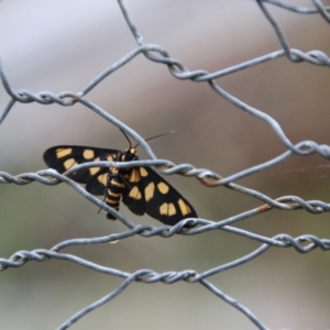 Amata (genus) at Mongarlowe, NSW - suppressed