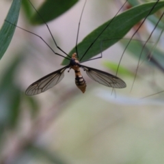 Leptotarsus (Leptotarsus) clavatus (A crane fly) at Mongarlowe, NSW - 2 Jan 2021 by LisaH