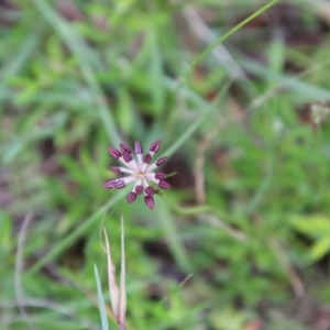 Oreomyrrhis eriopoda at Mongarlowe, NSW - 2 Jan 2021