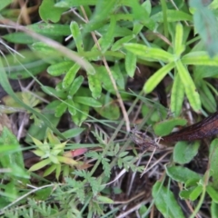 Oreomyrrhis eriopoda at Mongarlowe, NSW - 2 Jan 2021