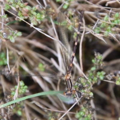 Austrolestes leda (Wandering Ringtail) at Mongarlowe, NSW - 2 Jan 2021 by LisaH