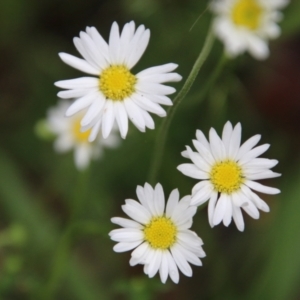 Brachyscome aculeata at Budawang, NSW - suppressed