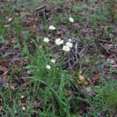 Brachyscome aculeata at Budawang, NSW - suppressed